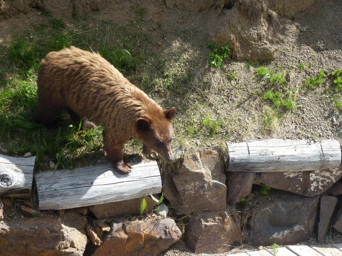 Little Black Bear Lodge/B&B Bridge Lake 外观 照片