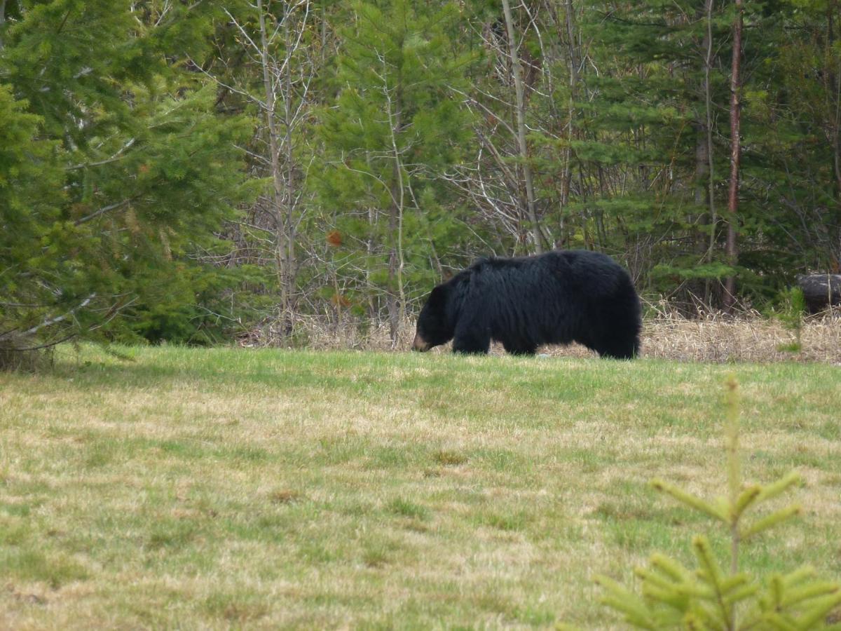 Little Black Bear Lodge/B&B Bridge Lake 外观 照片