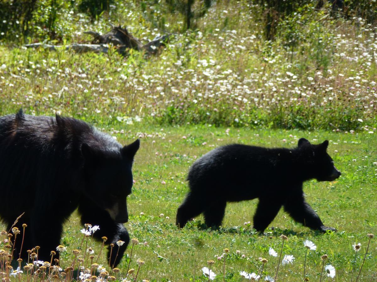 Little Black Bear Lodge/B&B Bridge Lake 外观 照片
