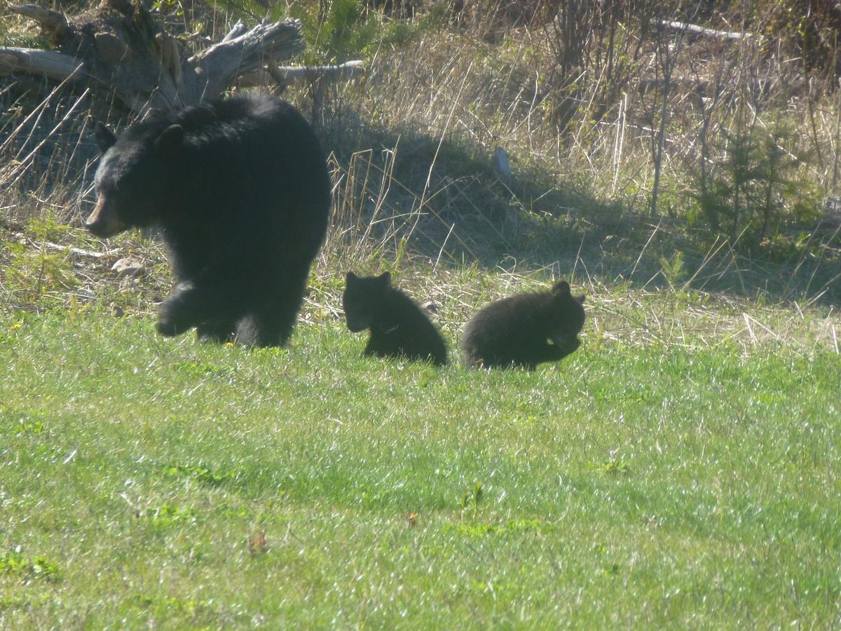 Little Black Bear Lodge/B&B Bridge Lake 外观 照片