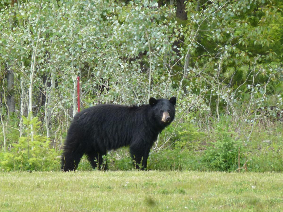 Little Black Bear Lodge/B&B Bridge Lake 外观 照片